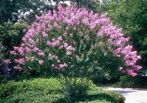 The Healing Properties of Messy Vermilion Witchcraft Crape Myrtle